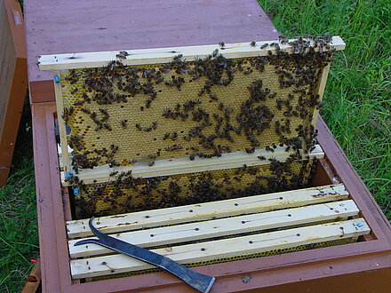 Schönes, starkes Brutnest