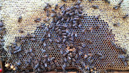Frisch eingetragener Waldhonig