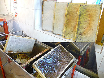 Die vollen Honigwaben müssen entdeckelt werden